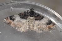 Catarhoe cuculata