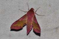 Deilephila porcellus