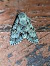 Acronicta cuspis