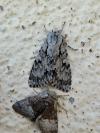 Acronicta cuspis