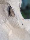 Elegia similella
