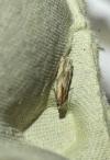 Eucosma cana/hohenwartiana