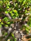 Nematopogon