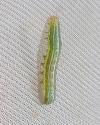 Cosmia trapezina