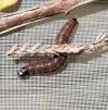 Argyroploce bipunctana