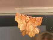 Selenia lunularia