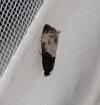 Notocelia cynosbatella