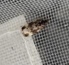 Endothenia gr. gentianaeana