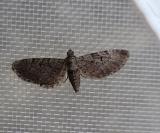 Eupithecia intricata