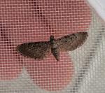 Eupithecia intricata
