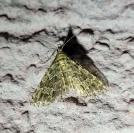 Alucita huebneri