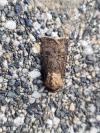 Agrotis segetum
