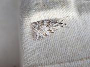 Scoparia pyralella