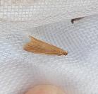 Helcystogramma rufescens