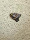 Oligia strigilis/versicolor/latruncula