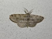 Hypomecis punctinalis