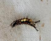 Orgyia antiqua