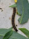 Malacosoma neustria