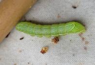 Amphipyra berbera svenssoni
