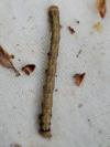 Agriopis