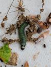 Tortrix viridana