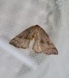 Hypena proboscidalis