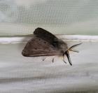 Diaphora mendica