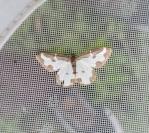 Lomaspilis marginata