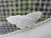 Cabera pusaria