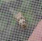 Cnephasia