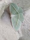 Campaea margaritaria