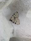 Colostygia pectinataria