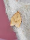 Clepsis consimilana