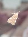 Assara terebrella