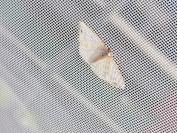 Lomographa temerata