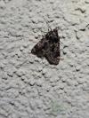 Aglossa caprealis