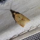 Clepsis consimilana