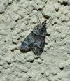 Eudonia mercurella