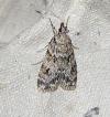 Scoparia pyralella
