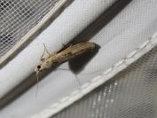 Lamoria zelleri