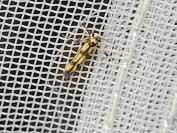 Stathmopoda pedella