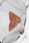 Malacosoma neustria