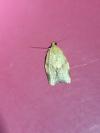 Clepsis consimilana