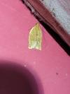 Clepsis consimilana