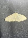 Idaea straminata