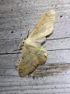 Idaea aversata