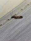 Monopis obviella