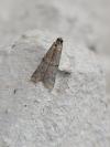 Ephestia