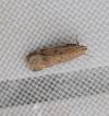 Pexicopia malvella