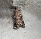 Assara terebrella